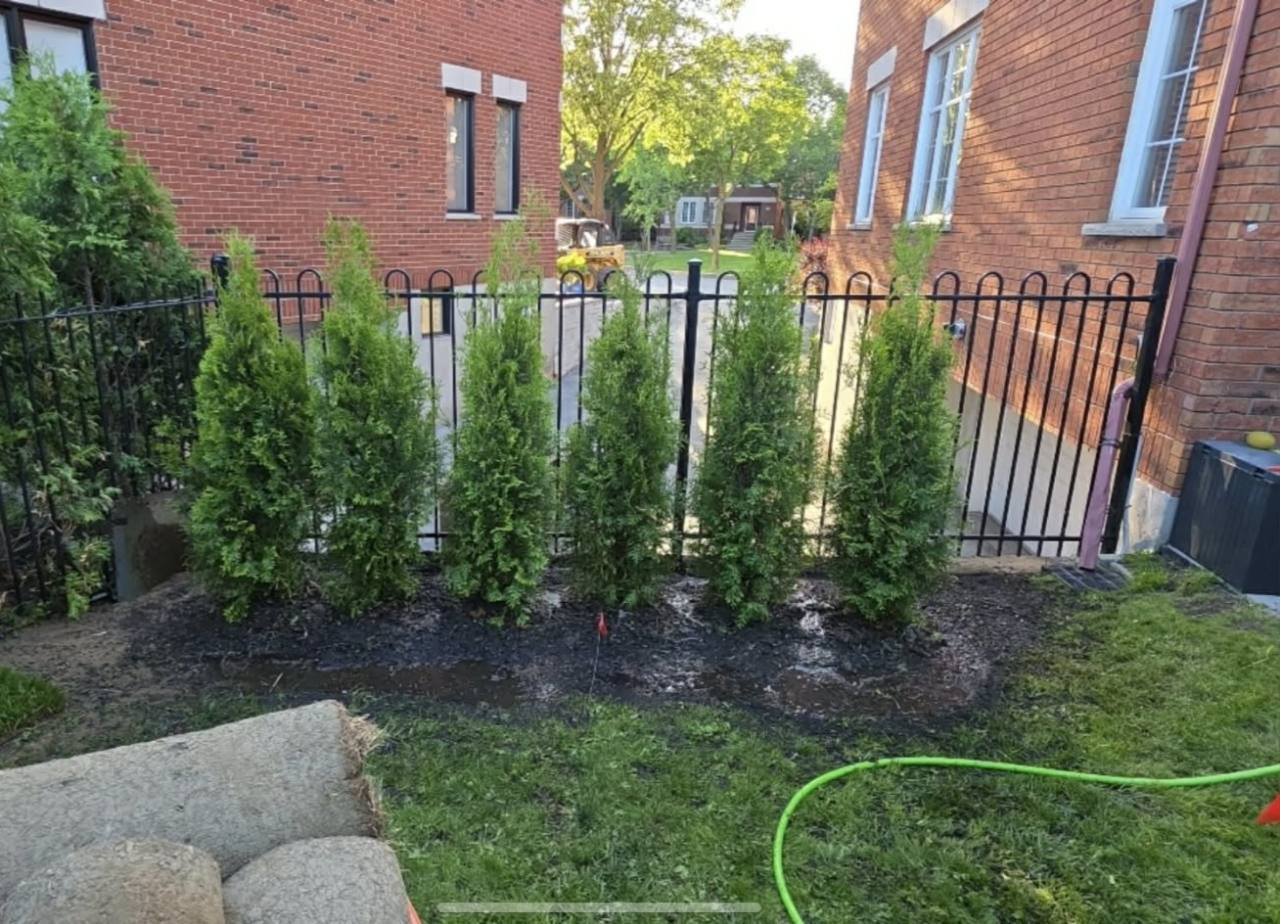 Am&eacute;nagement paysager avec une nouvelle rang&eacute;e de c&egrave;dres